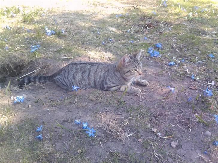 Huskat Psygo - Træt efter en lang løbe tur i haven billede 16