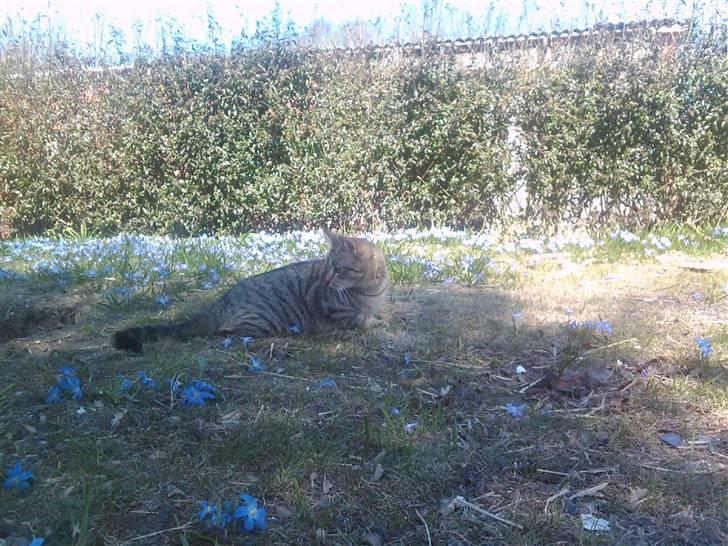 Huskat Psygo - hva laver du mor billede 17