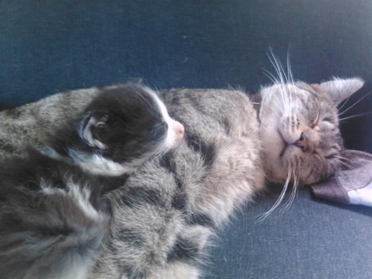 Huskat Psygo - Putter med bandit billede 18