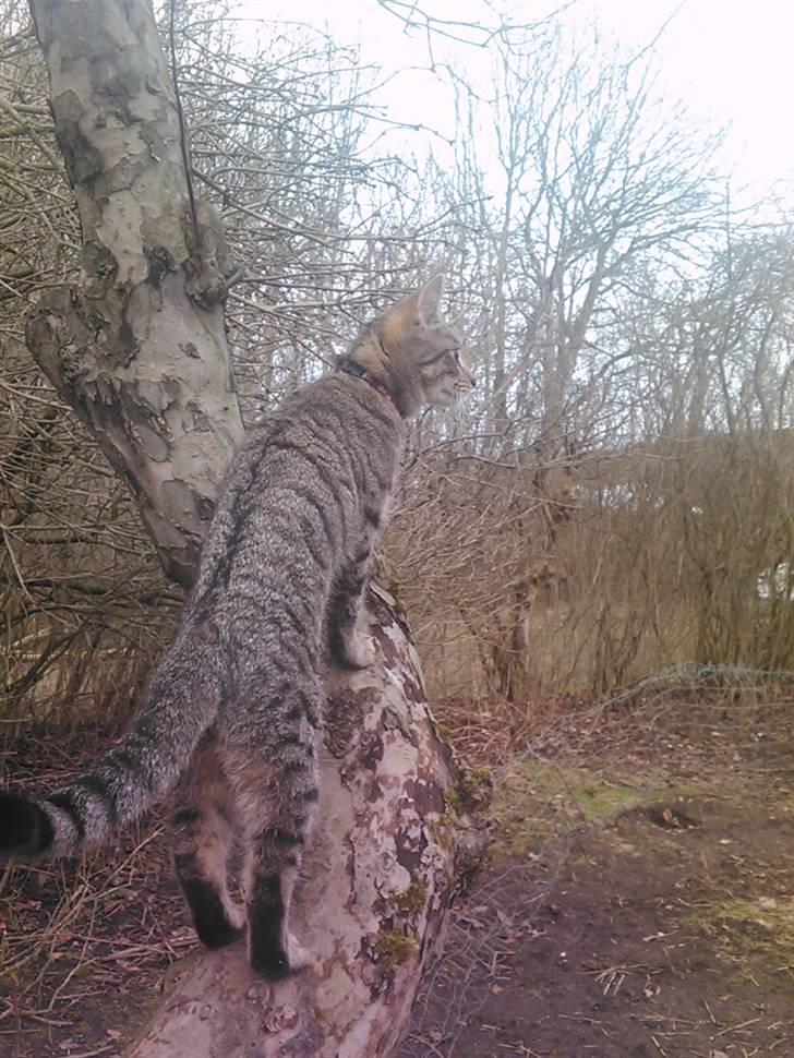 Huskat Psygo - Dejlig udsigt billede 19