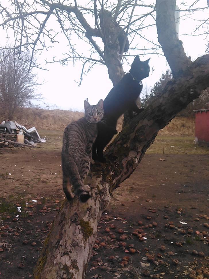 Huskat Psygo - Hva siger du far billede 20