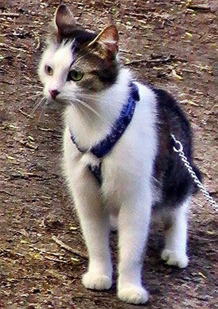 Huskat Tzasiki Elvis Hudini - Dejligt billede af hende, havde hun været steriliseret var hun ikke i sele ;) Dette er kun midlertidigt billede 8