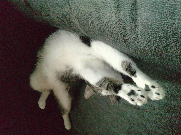 Huskat Tzasiki Elvis Hudini - Tzasiki kan ikke holde sine livlige killinger ud og ligger derfor i den her meget kreative stilling for at få ro til at sove lidt.. Hun kan føde der som helst i de her dage billede 9