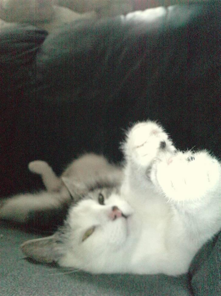 Huskat Tzasiki Elvis Hudini - Igen et bidrag til hendes kreative samling og sjove og underlige stillinger (ærgerligt jeg ikke fanger hende HVER gang hun ligger på en sjov måde) billede 10