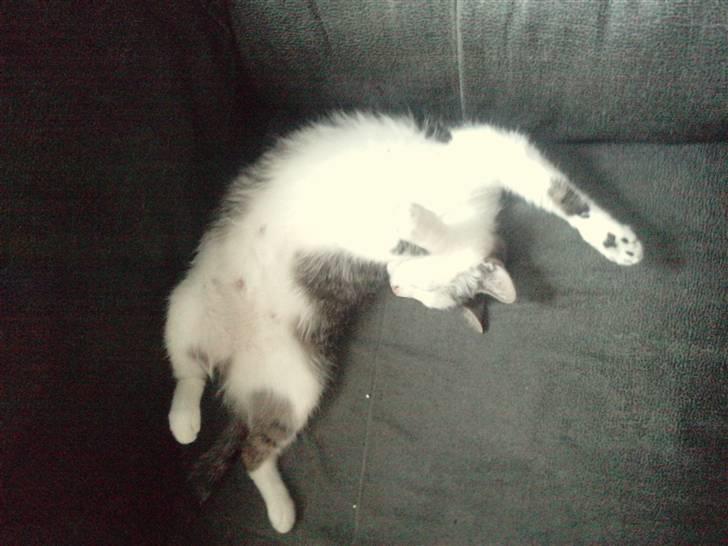 Huskat Tzasiki Elvis Hudini - Igen <3 billede 11