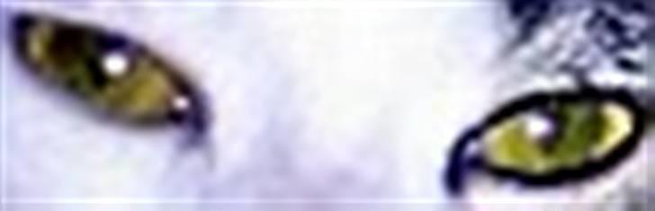 Huskat Tzasiki Elvis Hudini - Smukt billede af hendes øjne ;) billede 13