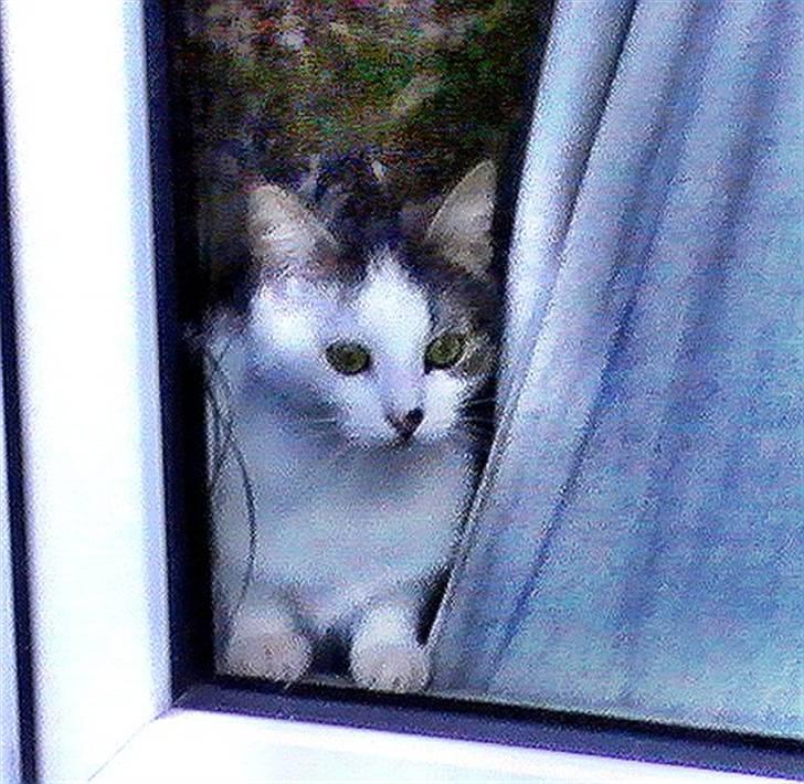 Huskat Tzasiki Elvis Hudini - Tzasiki i vinduet ;) billede 14