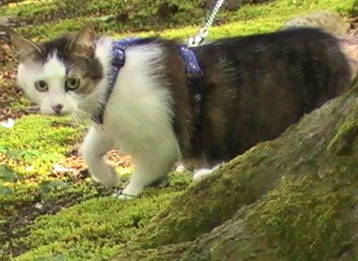 Huskat Tzasiki Elvis Hudini - Tzasiki nyder naturen ;) billede 16