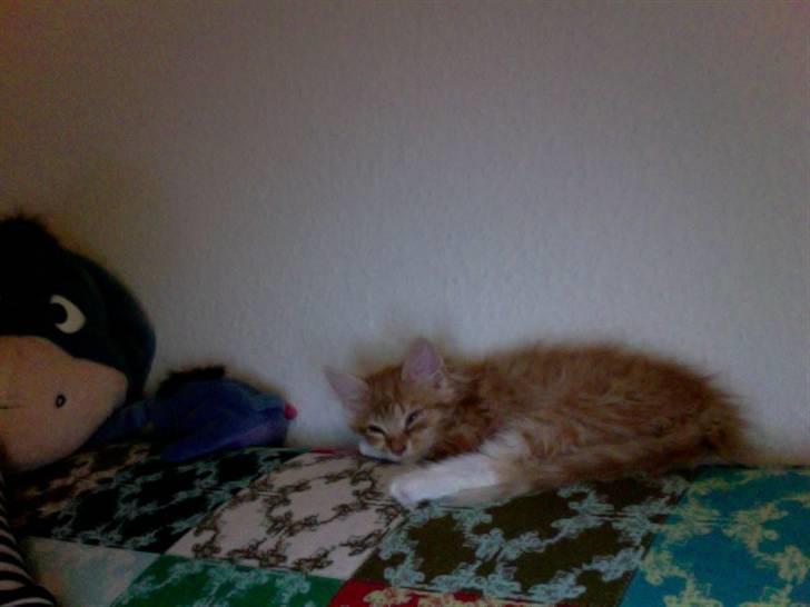 Blanding af racer Kleo billede 1