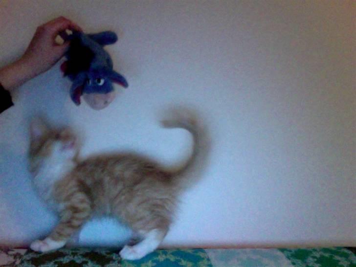 Blanding af racer Kleo billede 2