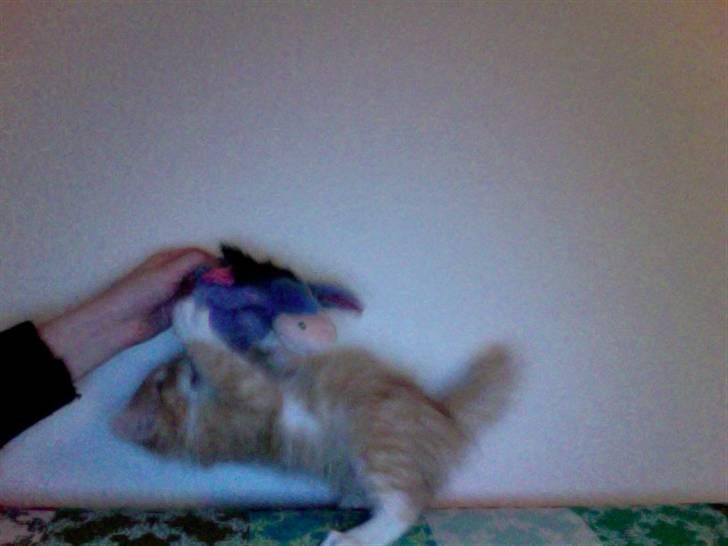 Blanding af racer Kleo billede 3