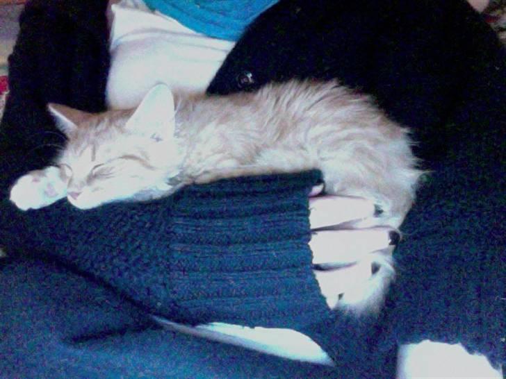 Blanding af racer Kleo billede 4