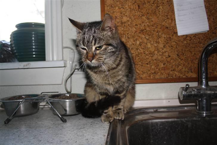 Blanding af racer Musse billede 1