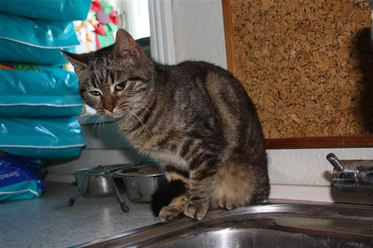 Blanding af racer Musse billede 2