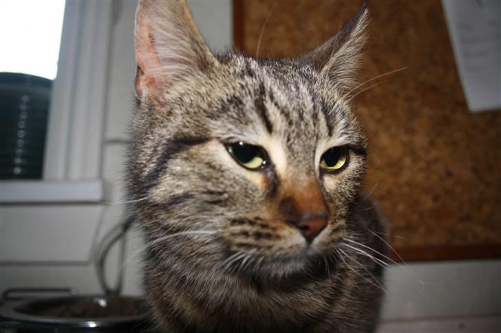 Blanding af racer Musse billede 3