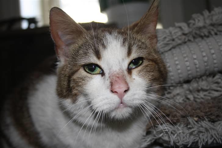 Blanding af racer Miv billede 1