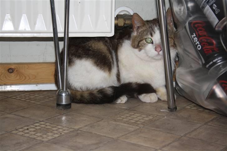 Blanding af racer Miv billede 3