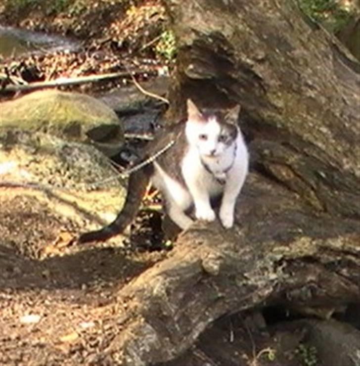 Huskat Tzasiki Elvis Hudini - Tzasiki på træstuben ;D billede 17