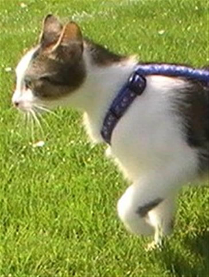 Huskat Tzasiki Elvis Hudini - På fodboldbanen med smukke Ida ;) billede 18