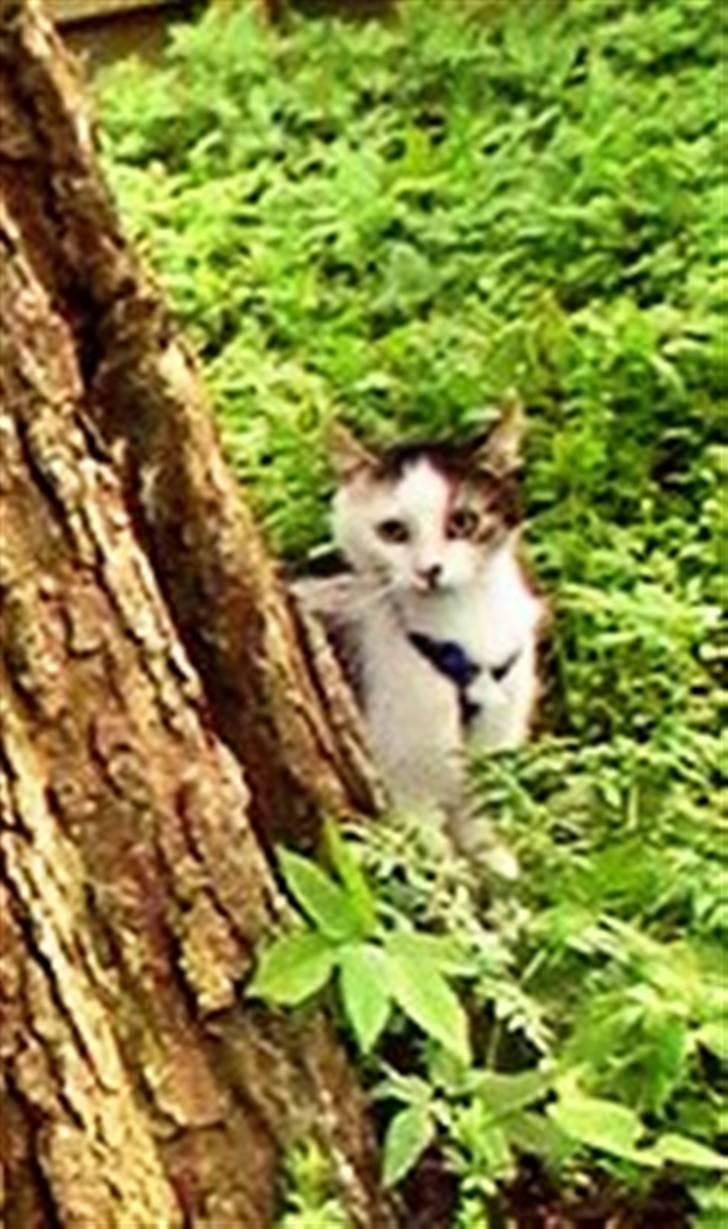 Huskat Tzasiki Elvis Hudini - Dejligt close up af min smukke mis billede 19