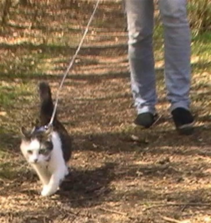 Huskat Tzasiki Elvis Hudini - Tzasiki går tur med mig ;) billede 20