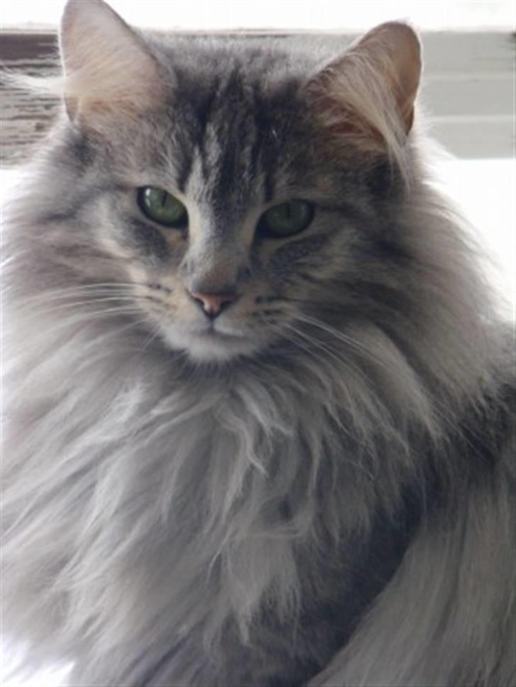 Norsk Skovkat Lindskjalv's Beila billede 9