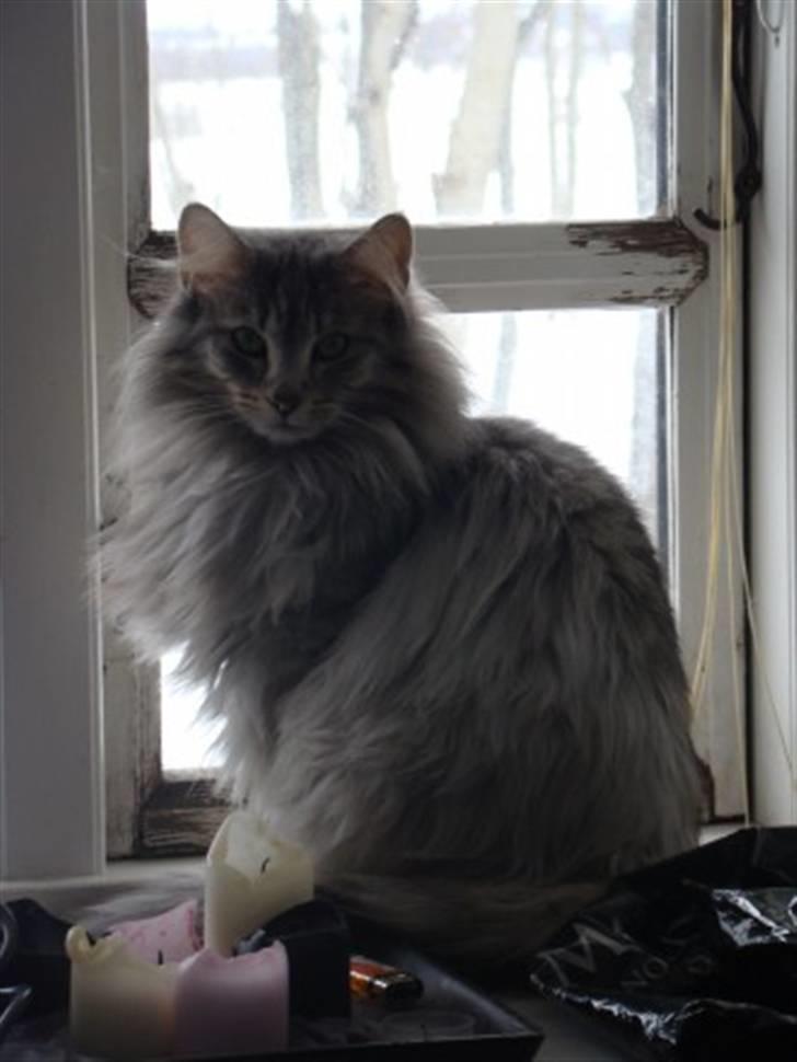 Norsk Skovkat Lindskjalv's Beila billede 10