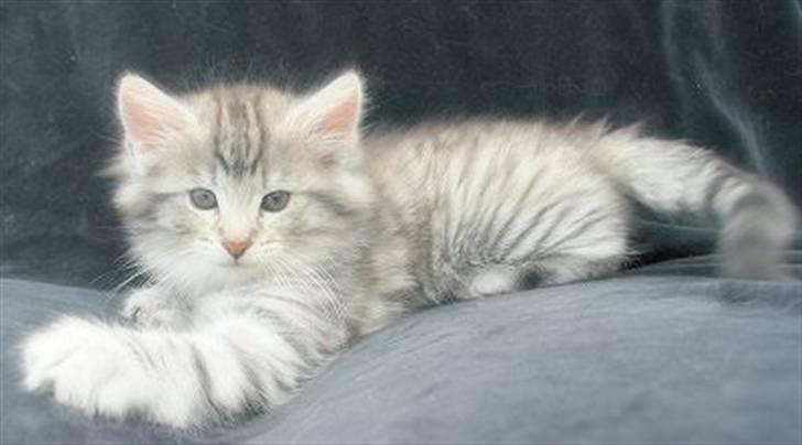 Norsk Skovkat Lindskjalv's Beila billede 11