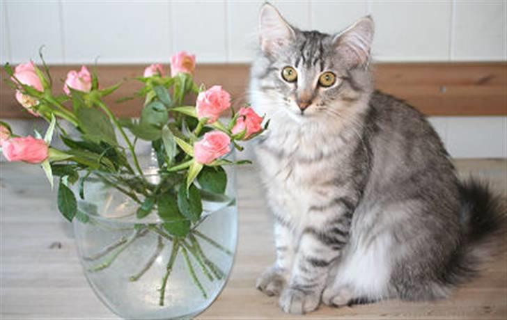 Norsk Skovkat Lindskjalv's Beila billede 12