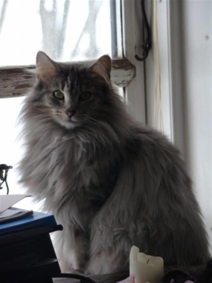 Norsk Skovkat Lindskjalv's Beila billede 13