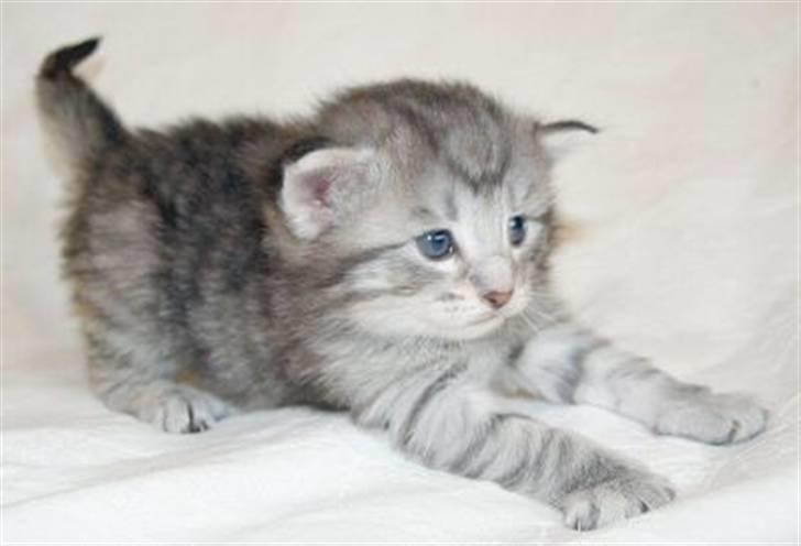 Norsk Skovkat Lindskjalv's Beila billede 14