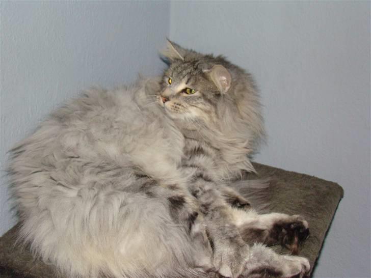 Norsk Skovkat Lindskjalv's Beila billede 15