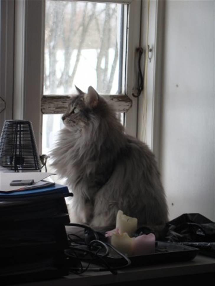 Norsk Skovkat Lindskjalv's Beila billede 16