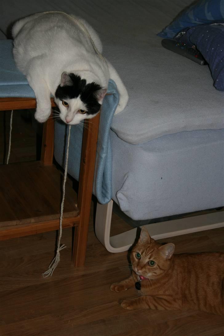 Huskat Snehvide billede 16