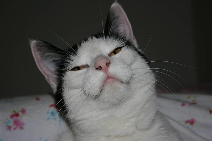 Huskat Snehvide - *NYT* billede 17