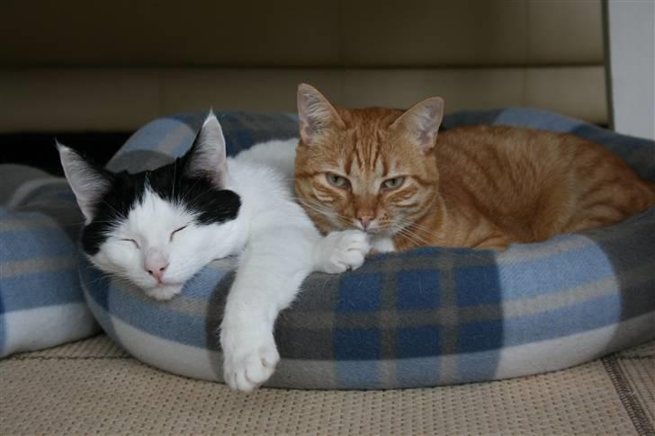 Huskat Snehvide billede 18