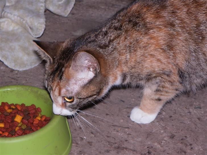 Blanding af racer Stald-kp's Lacoste billede 2