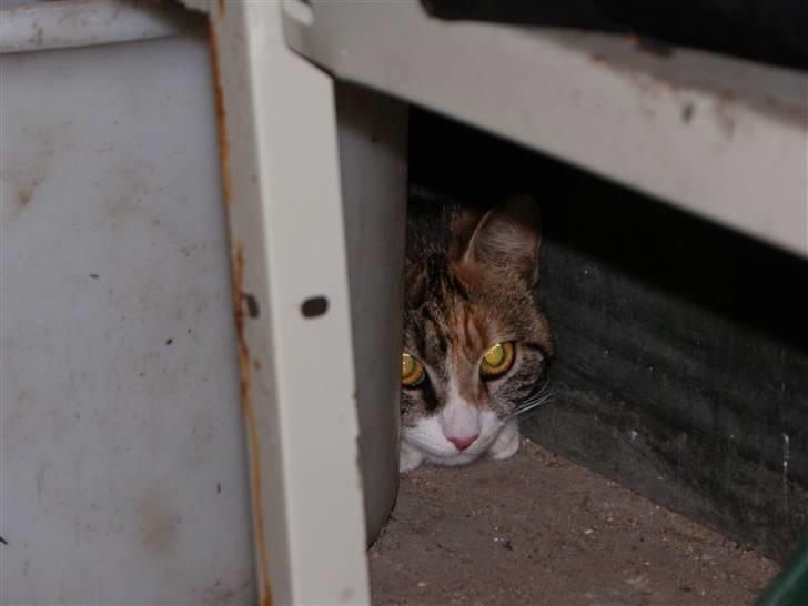 Blanding af racer Stald-kp's Lacoste billede 3