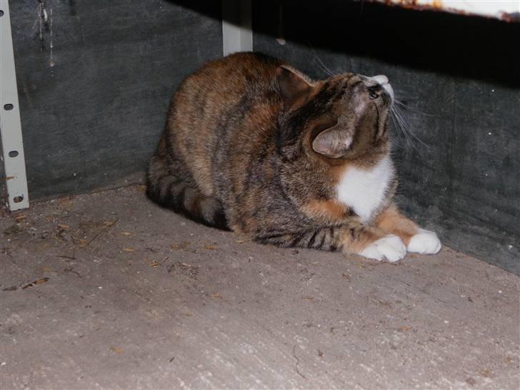 Blanding af racer Stald-kp's Lacoste billede 4