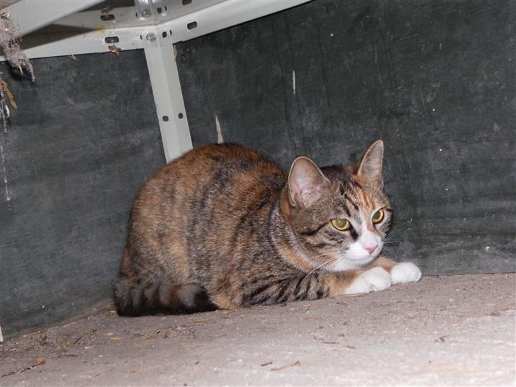 Blanding af racer Stald-kp's Lacoste billede 6