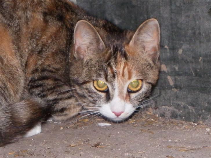 Blanding af racer Stald-kp's Lacoste billede 7