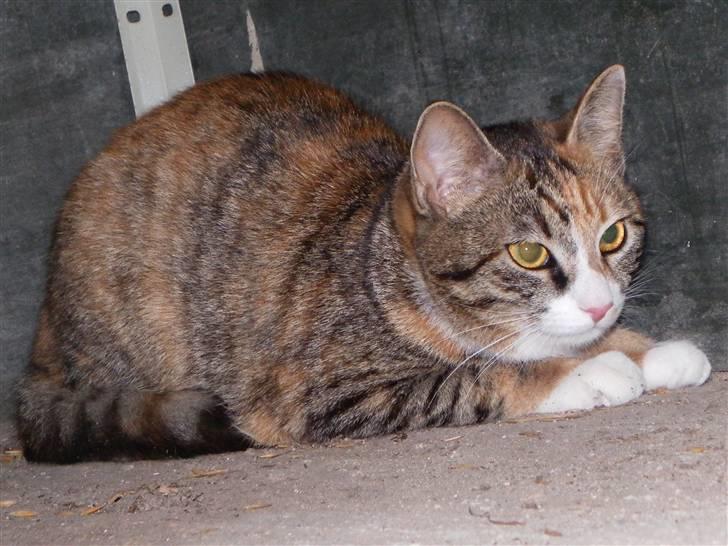 Blanding af racer Stald-kp's Lacoste billede 8