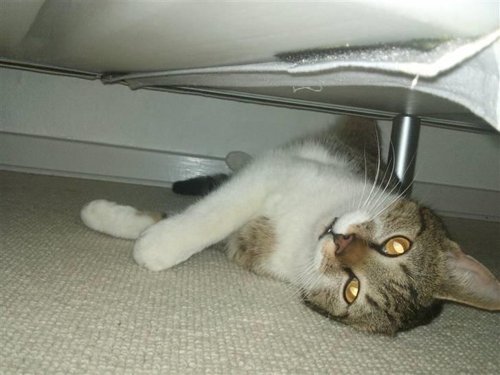 Huskat Silas billede 1