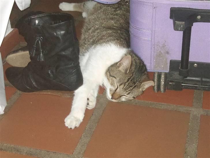 Huskat Silas billede 2