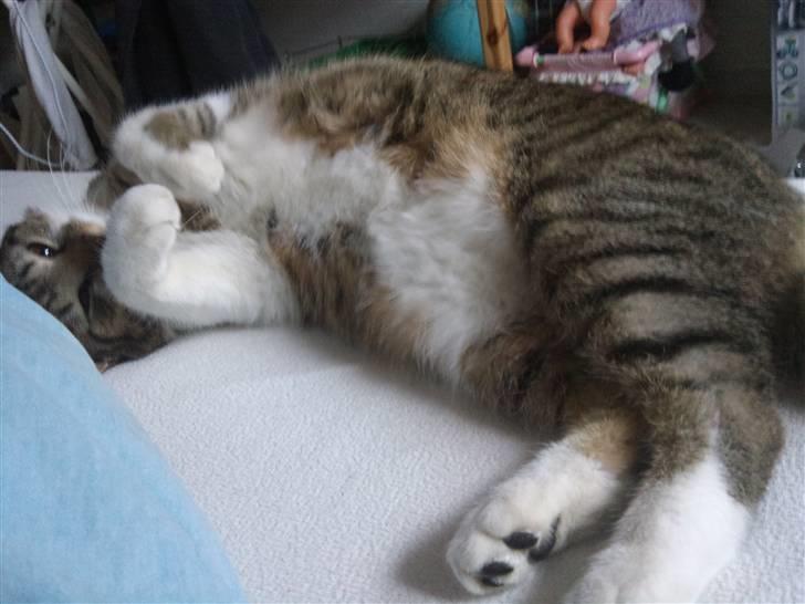 Huskat Silas billede 3