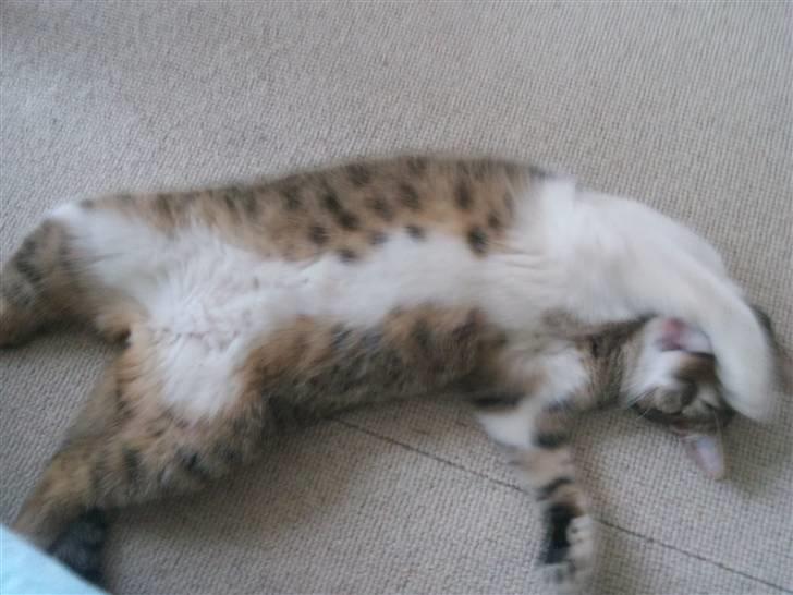 Huskat Silas billede 4