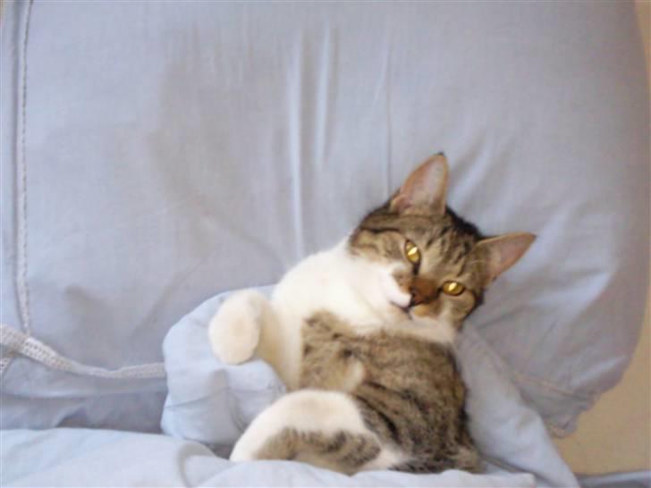 Huskat Silas billede 5