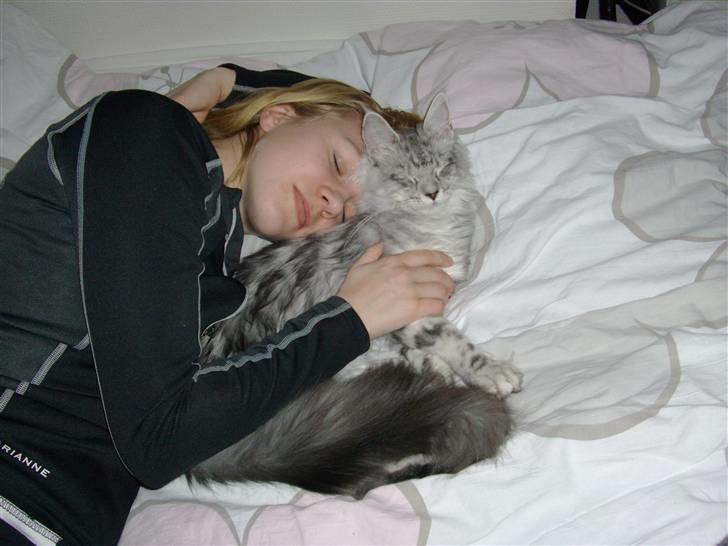 Maine Coon Edelweis billede 12