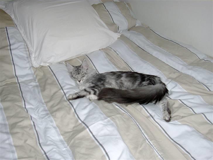 Maine Coon Edelweis billede 14