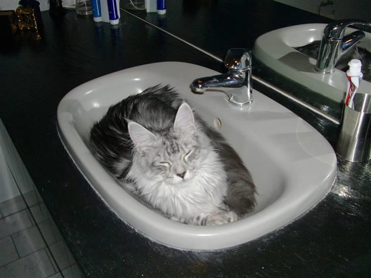 Maine Coon Edelweis billede 15